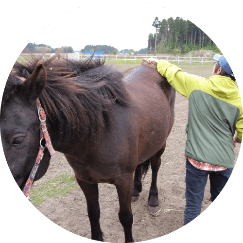 馬トリビア 三沢ホースパークで馬の特徴 習性を知ろう